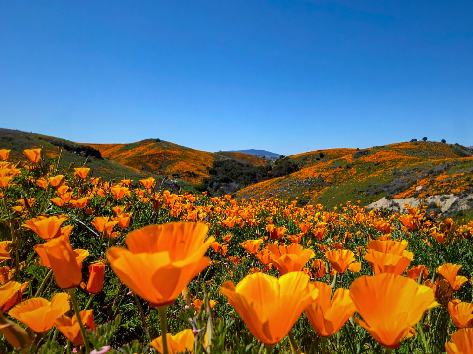 Woodland Hills CA - thumbnails