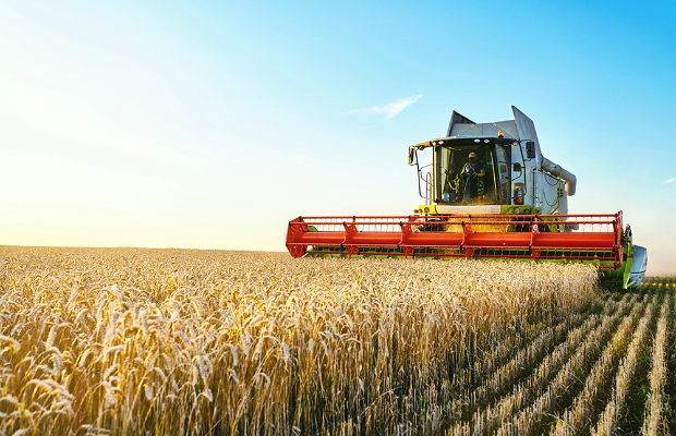 Combine in wheat field
